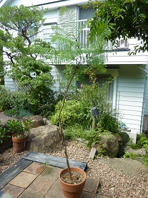 我が家にジャカランダがやってきた Yoko Gardenの小部屋