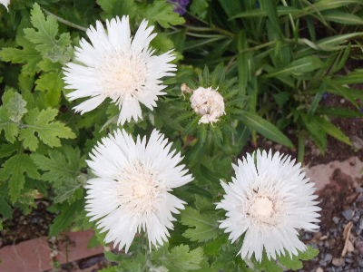 a0054240_23373072.jpg