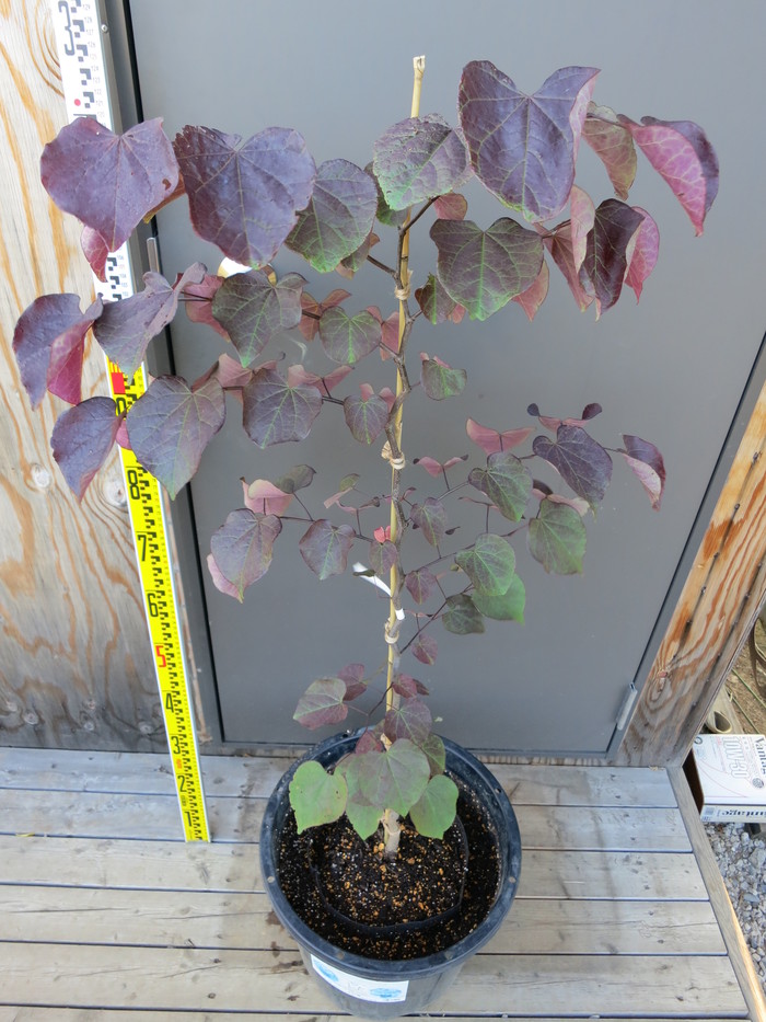 アメリカハナズオウ ルビーフォールズⓇ Cercis 'Ruby Falls