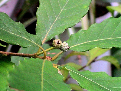 e0012055_07933.jpg