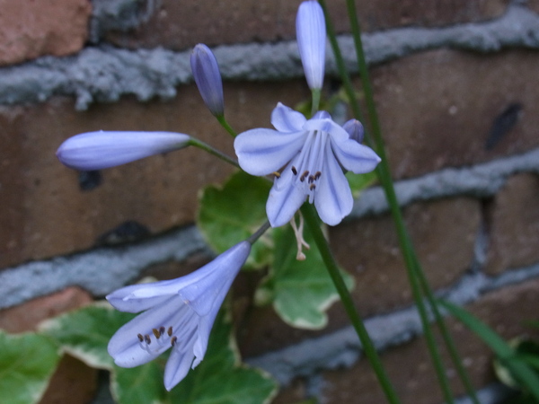 b0194267_2040036.jpg
