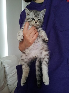 こねこ!!!_c0245679_1332424.jpg