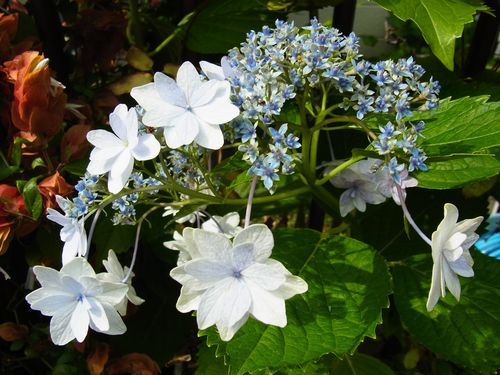 ガクアジサイ 墨田の花火 家の花 クラシック アコースティック エレキ ウクレレ もりかわギター教室