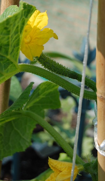 c0159986_8473875.jpg