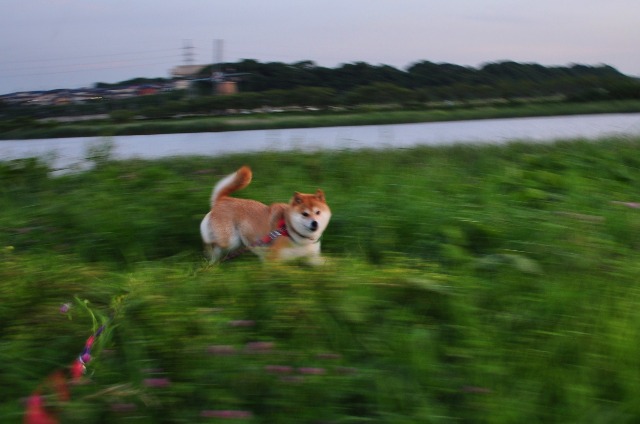 胸の奥の夕焼け_a0126590_0385974.jpg