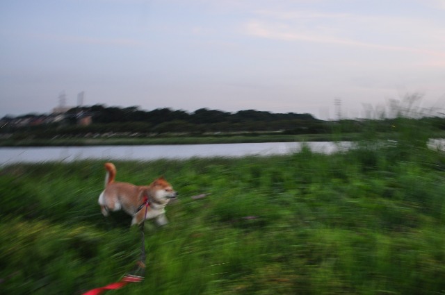 胸の奥の夕焼け_a0126590_0413335.jpg