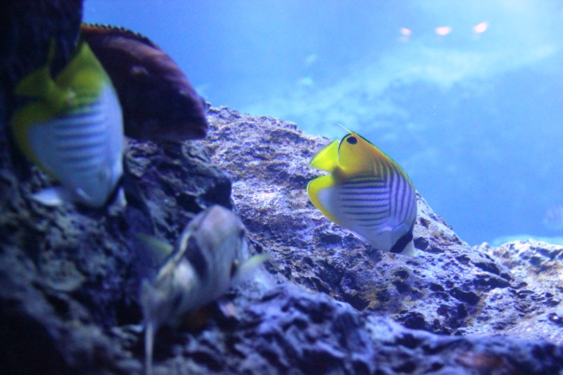 すみだ水族館①_a0127090_2110282.jpg