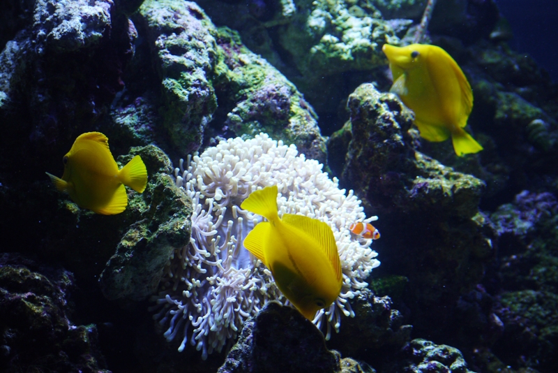 すみだ水族館①_a0127090_21172141.jpg