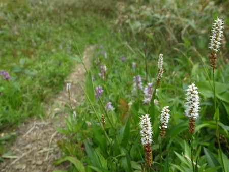 白山釈迦新道　オオサクラソウを見に　前半編_e0271890_356064.jpg