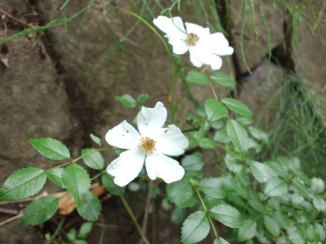 f0077595_8531231.jpg