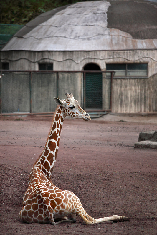 多摩動物公園_e0031502_10594946.jpg