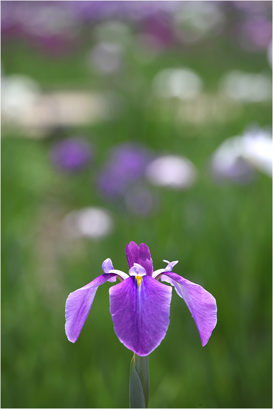 北山公園の花菖蒲_e0031502_1321892.jpg