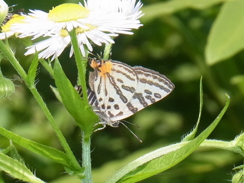 福島　　         　　　キマダラルリツバメ開翅2012/06/30①_d0251807_22371672.jpg