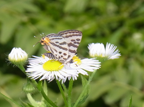 福島　　         　　　キマダラルリツバメ開翅2012/06/30①_d0251807_2237474.jpg