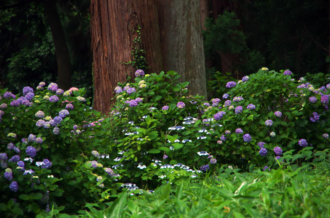 栃木市　大中寺の紫陽花_a0263109_18582151.jpg