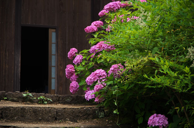 栃木市　大中寺の紫陽花_a0263109_1901539.jpg