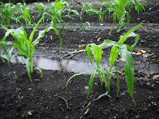 梅雨本番 _e0238112_922636.jpg