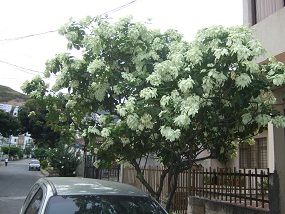 きれいな木の花と鳥_d0241627_723244.jpg