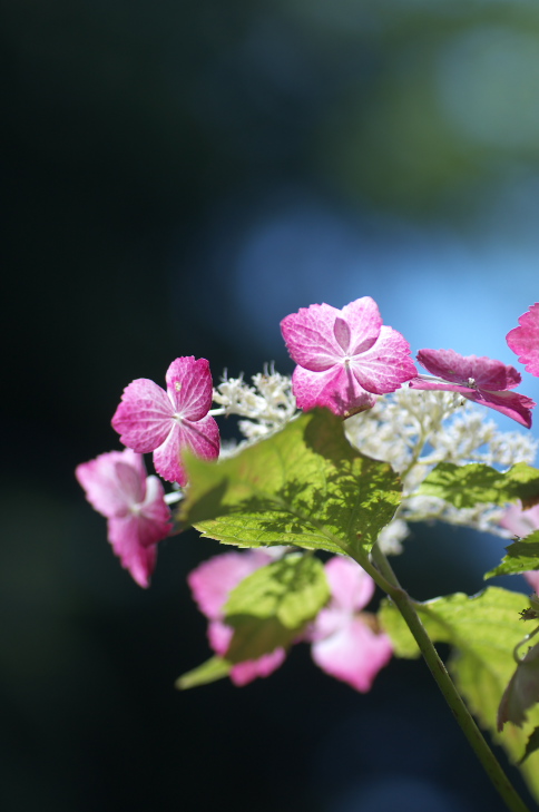 ピンクじゃない紫陽花が見たーい。_a0253730_21114039.jpg