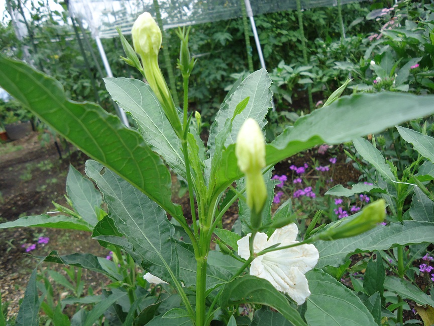 伊勢の花火 ぶうたらママは花が好き