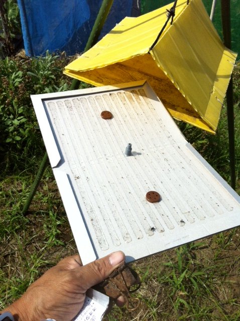 トマトの収穫害虫&捕獲器のメンテナンス_c0222448_1151882.jpg