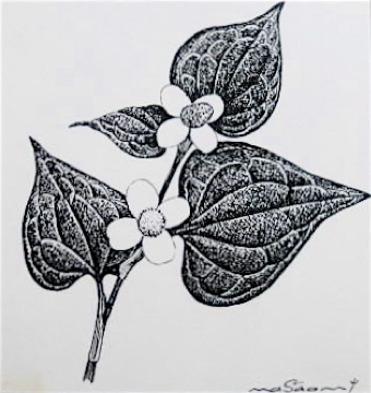自然画作品 ペン画 ドクダミ Houttuynia Cordata スケッチ感察ノート Nature Journal