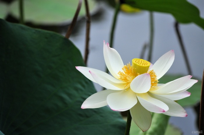 今年もこの季節       -2012蓮　  2012.6.30 長居植物園・早朝観蓮会_e0125762_15105063.jpg