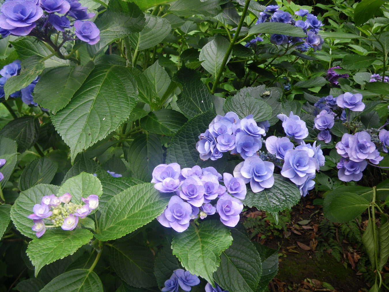 f0157268_07971.jpg