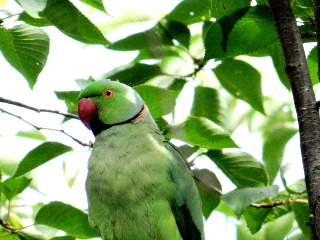 ワカケホンセイインコ～HX-200Vテスト②_c0159969_23485377.jpg