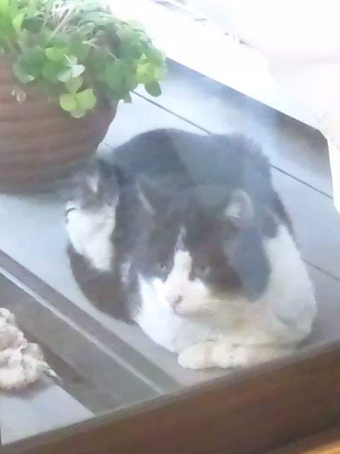 猫_b0206877_14859.jpg