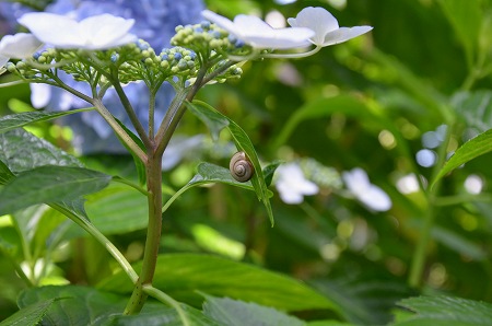 矢田寺の紫陽花_c0229483_15122248.jpg