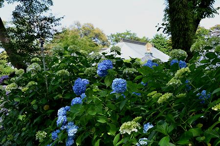 矢田寺の紫陽花_c0229483_1581679.jpg