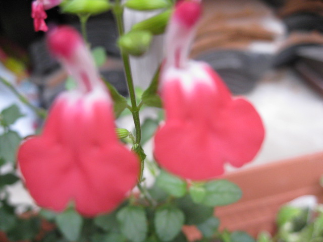 a0249986_11133121.jpg