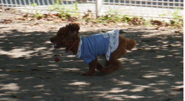 今日も♪♪さくら♪♪を追いかけて_b0175688_2124345.gif