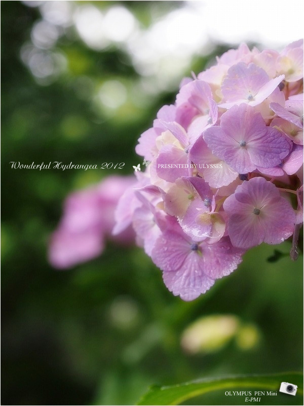 ☆＊・”・,☆～ Wonderful Hydrangea 2012　～☆＊・”・,☆VOL.4_a0108795_2313214.jpg