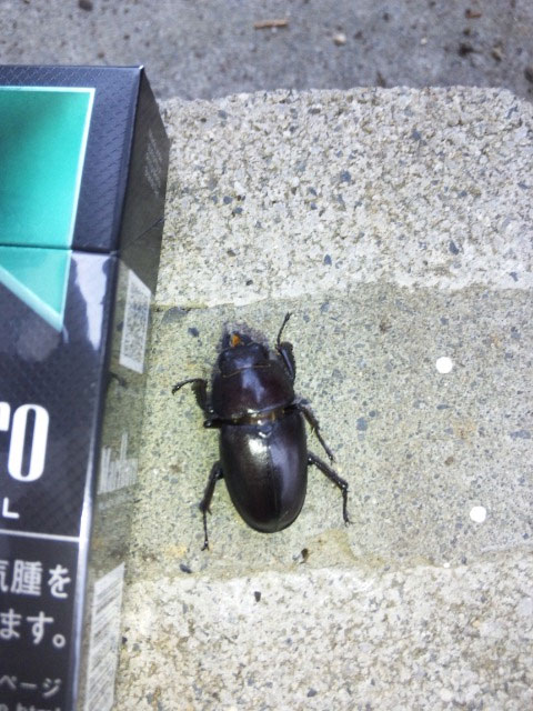 昆虫ブログ むし探検広場