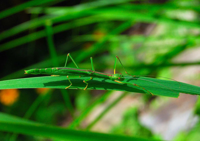 突然変異の発生でしょうか？ 昆虫ブログ むし探検広場