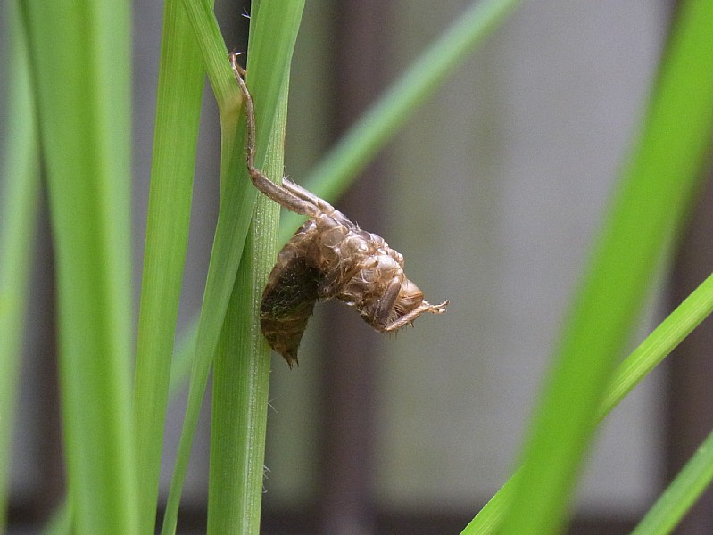 d0010008_10505040.jpg