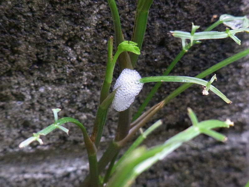 d0010008_10512958.jpg