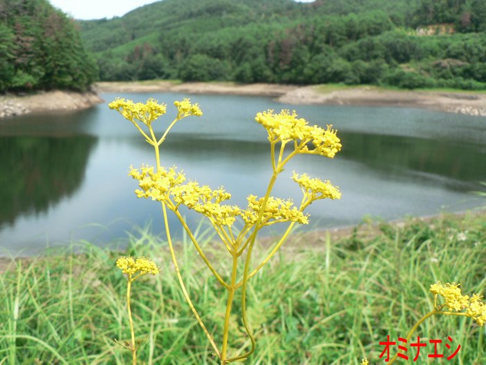 f0219710_74922.jpg
