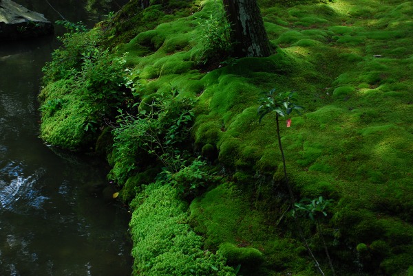 翠の庭　－　苔寺（西芳寺）_a0114714_1871611.jpg