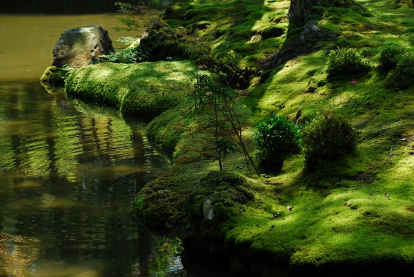 翠の庭　－　苔寺（西芳寺）_a0114714_1873212.jpg