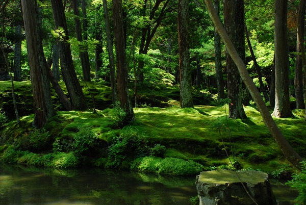 翠の庭　－　苔寺（西芳寺）_a0114714_1873779.jpg