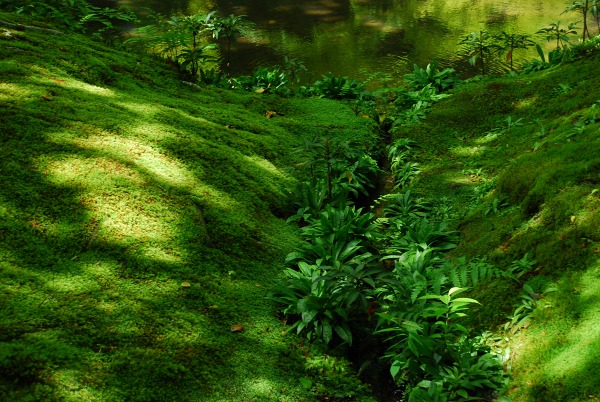 翠の庭　－　苔寺（西芳寺）_a0114714_1874244.jpg