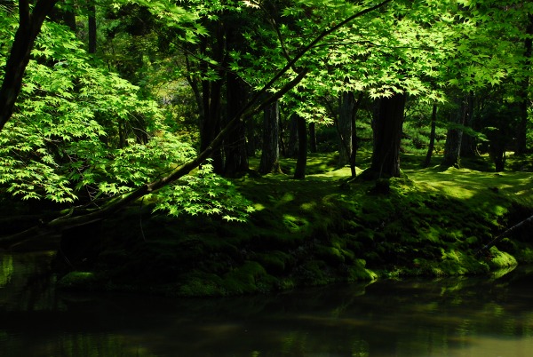 翠の庭　－　苔寺（西芳寺）_a0114714_1874614.jpg