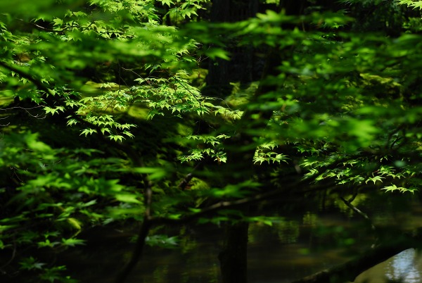 翠の庭　－　苔寺（西芳寺）_a0114714_1875129.jpg