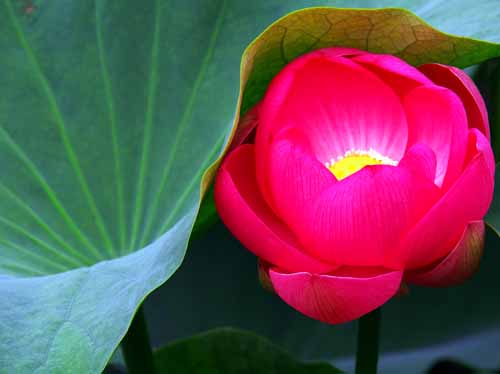 ハスの花　（7月1日　千葉公園・ハス池にて）　_a0023315_1353359.jpg