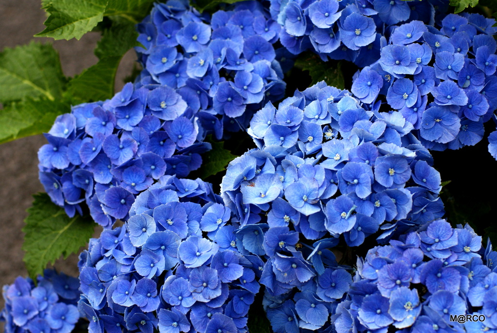 a0240721_28678.jpg