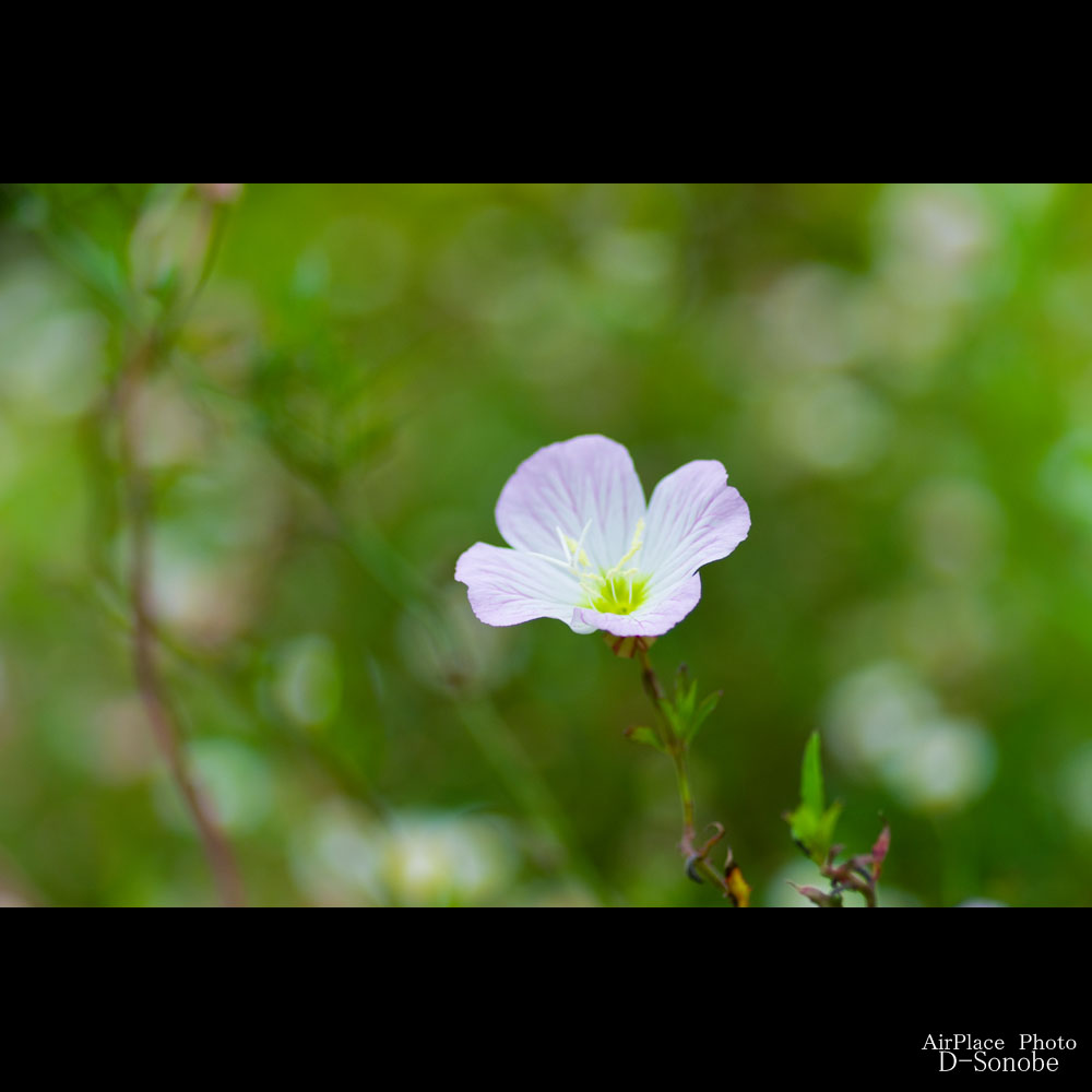 鎌倉　梅雨時の花の楽園「長谷寺」散策_f0086721_23152956.jpg