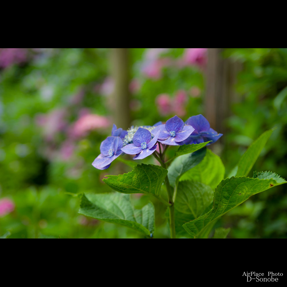 鎌倉　梅雨時の花の楽園「長谷寺」散策_f0086721_23283062.jpg